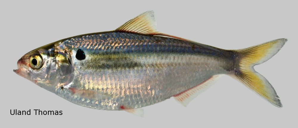 Threadfin Shad- Ohio Fish Guide