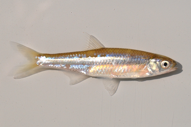 Emerald Shiner- Ohio Fish Guide