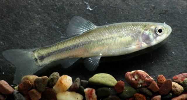 Fathead Minnow- Ohio Fish Guide