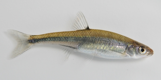 Scarlet Shiner- Ohio Fish Guide