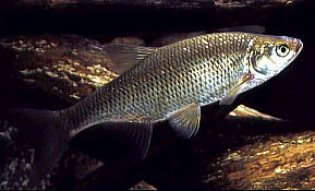 Golden Shiner- Ohio Fish Guide