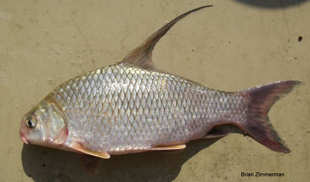 Highfin Carpsucker- Ohio Fish Guide