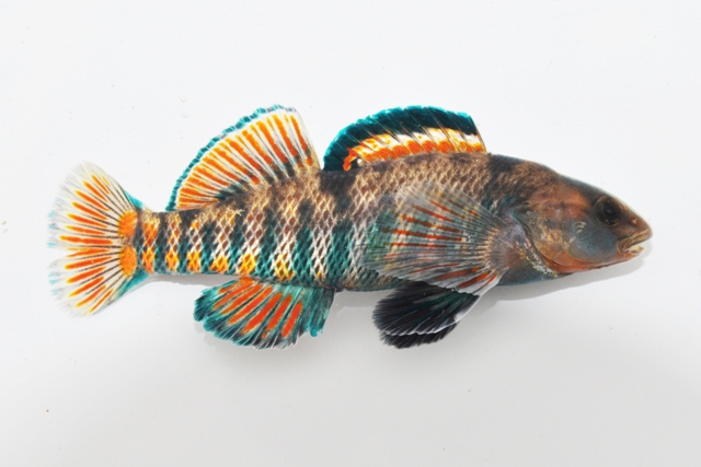 Rainbow Darter- Ohio Fish Guide