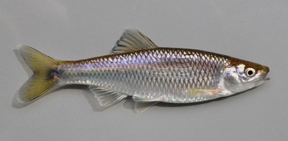 Spotfin Shiner- Ohio Fish Guide