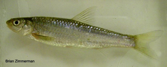 Mississippi Silvery Minnow- Ohio Fish Guide