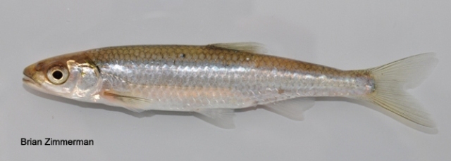 Silver Shiner- Ohio Fish Guide