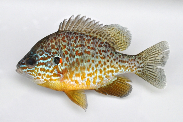 Pumpkinseed Sunfish- Ohio Fish Guide