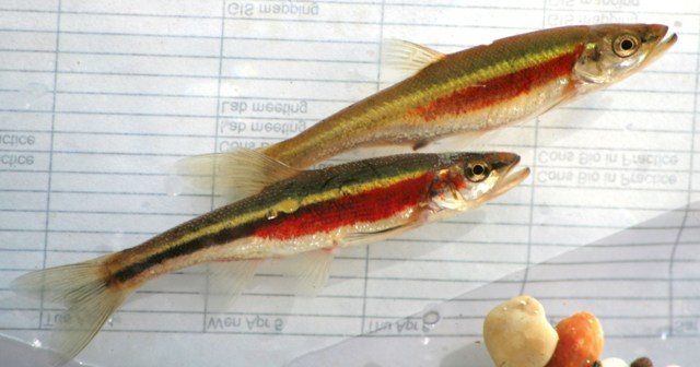 Redside Dace- Ohio Fish Guide